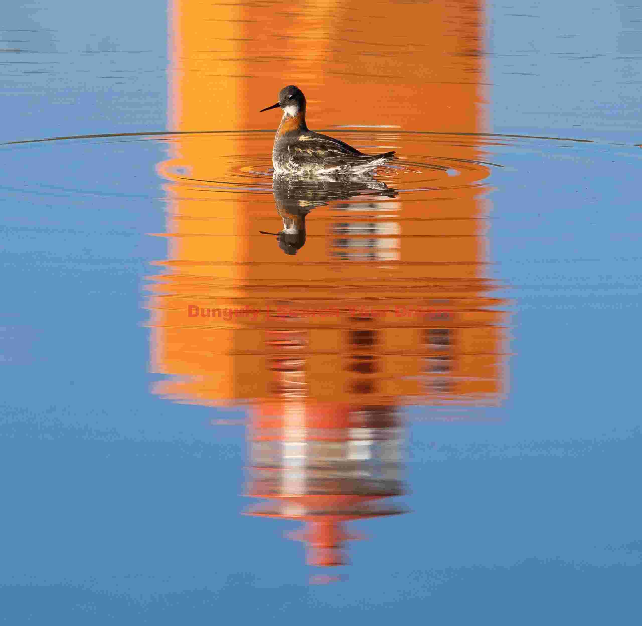 Red kneck phalarope in puddle with lighthouse reflection; Grimsey Red Kneck Phalarope In Puddle With Lighthouse Reflection