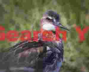 Red-neck Phalarope
