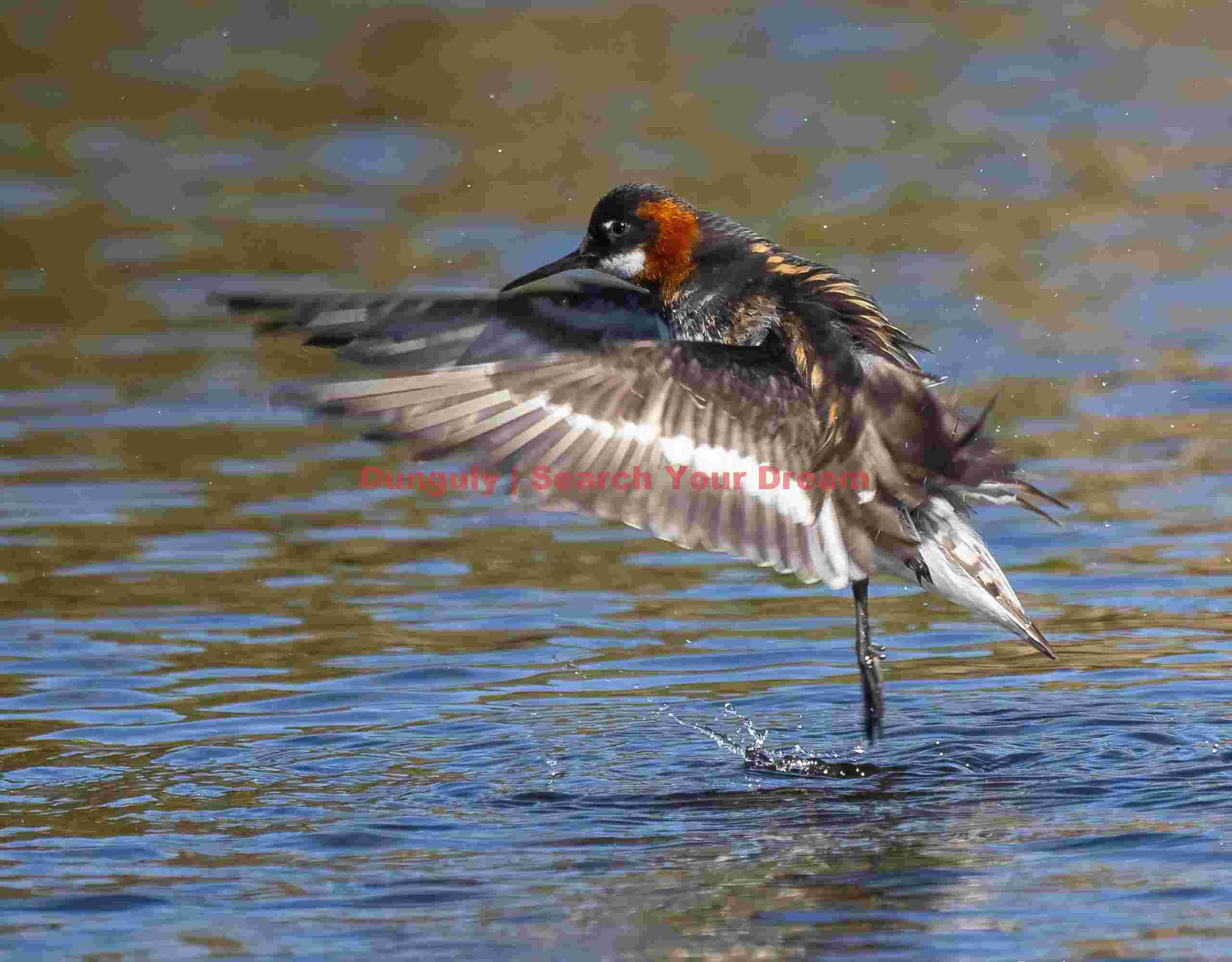 Red-neck phalarope standing on water; Grimsey Red-neck Phalarope Standing On Water