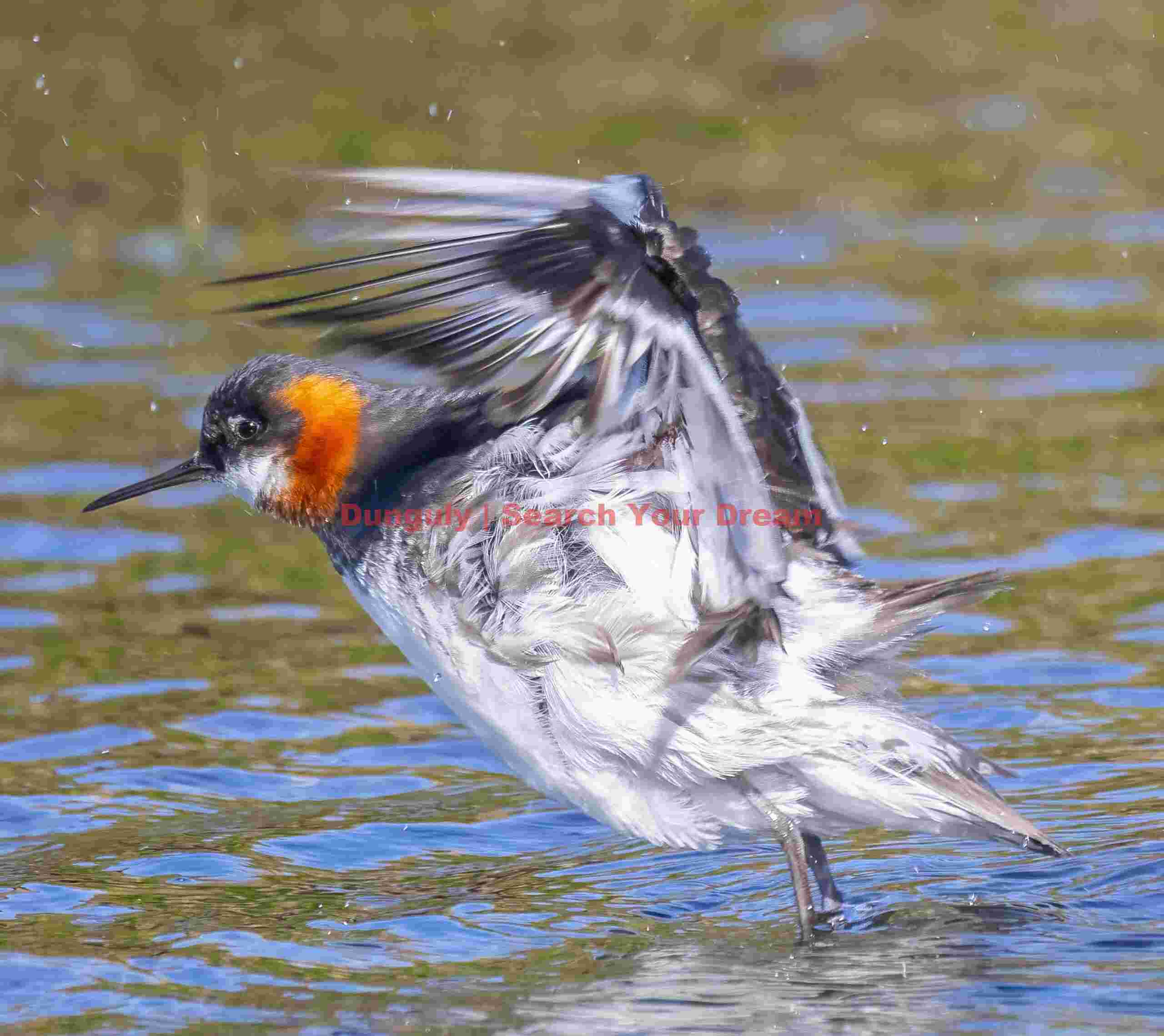 Red-neck phalarope taking off from water; Grimsey Red-neck Phalarope Taking Off From Water