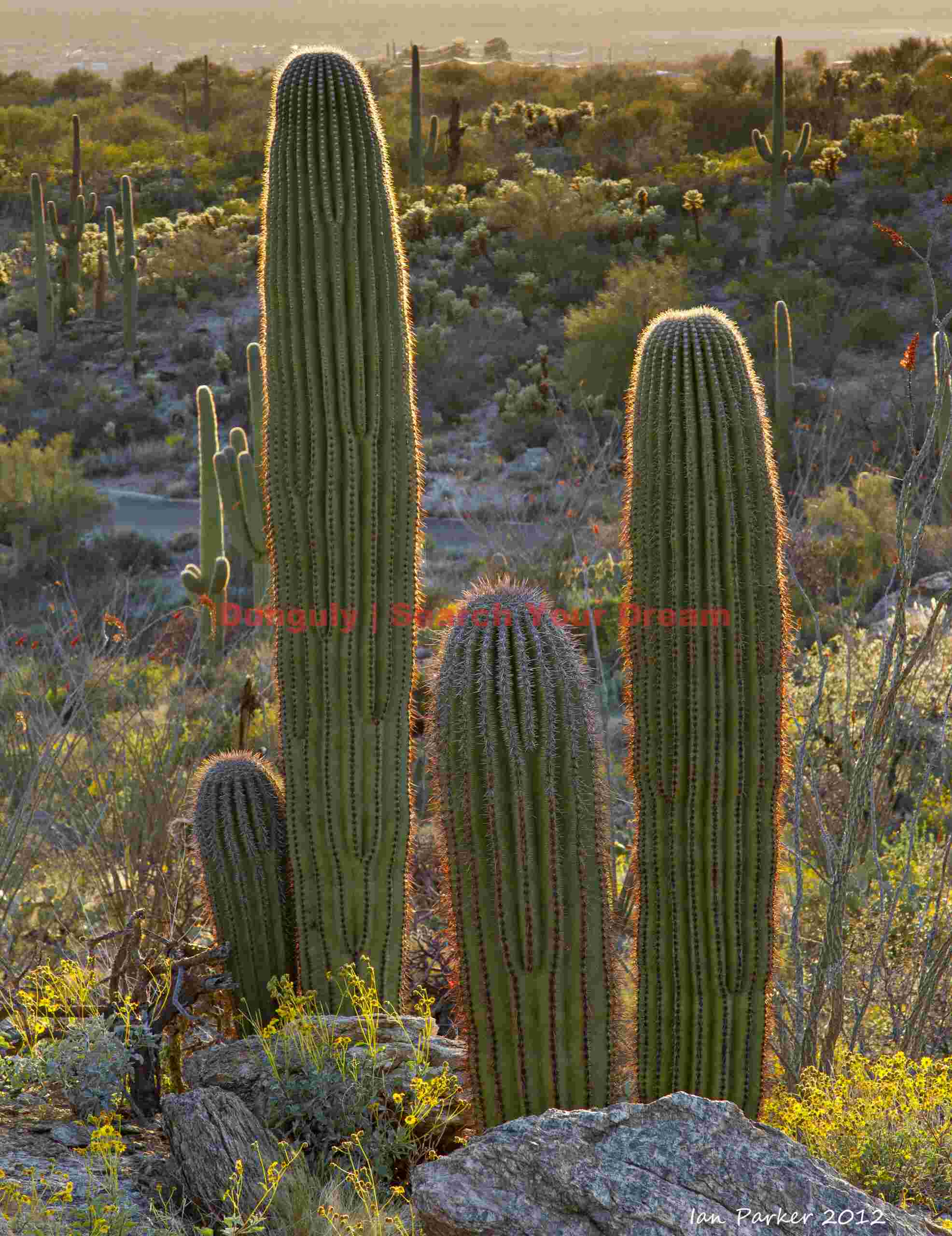 Rim-lit saguaro, Saguaro National Park Edge of Light