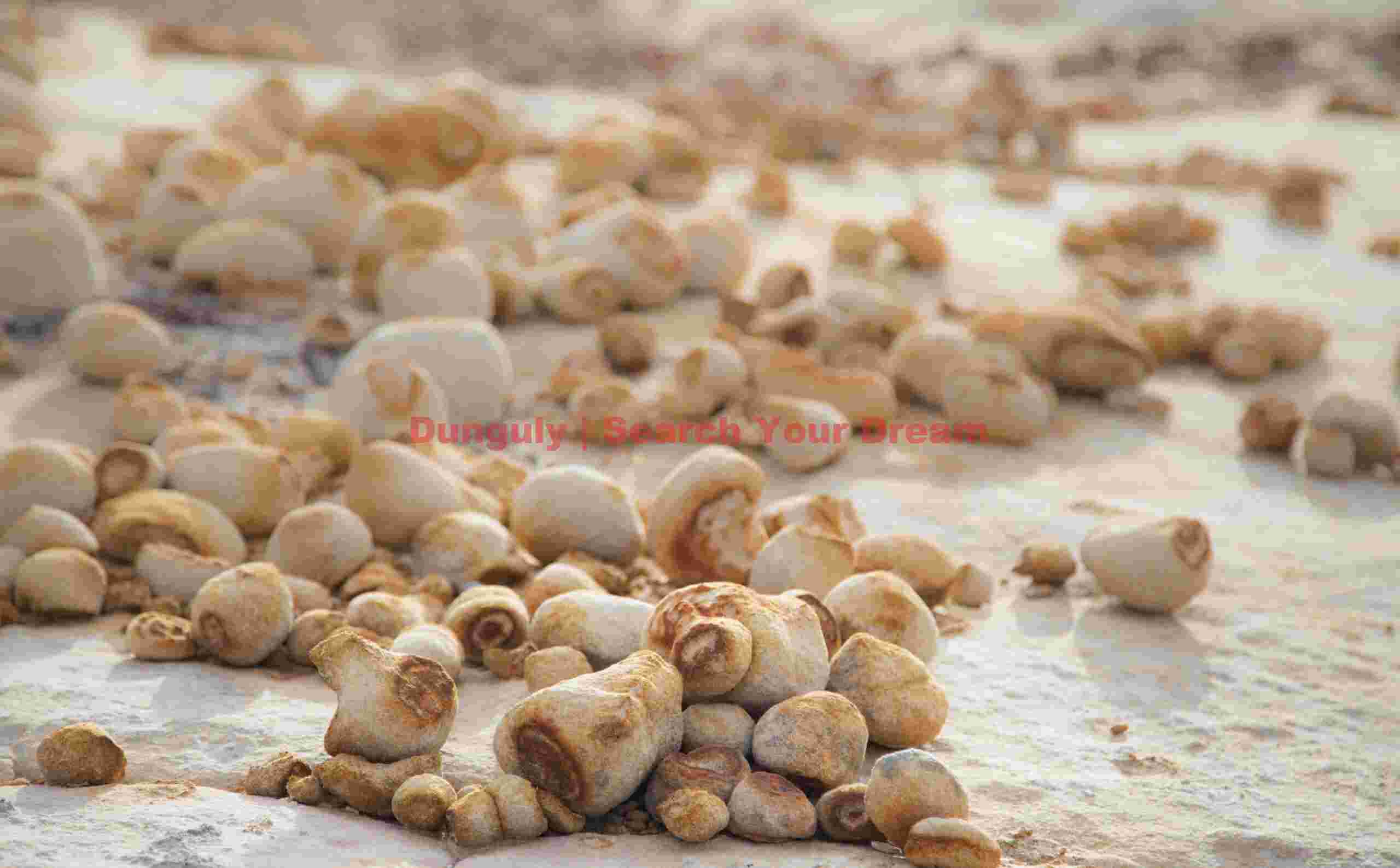 Sandstone eggs; The Sand Hills, Vermillion Cliffs National Monument Nature's Incubator