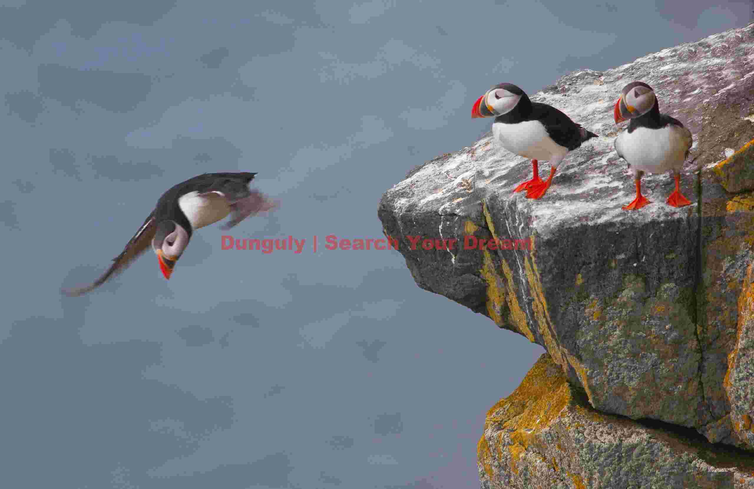 See you later; puffins, Latrabjarg ,Western Fjords, Iceland See You Later