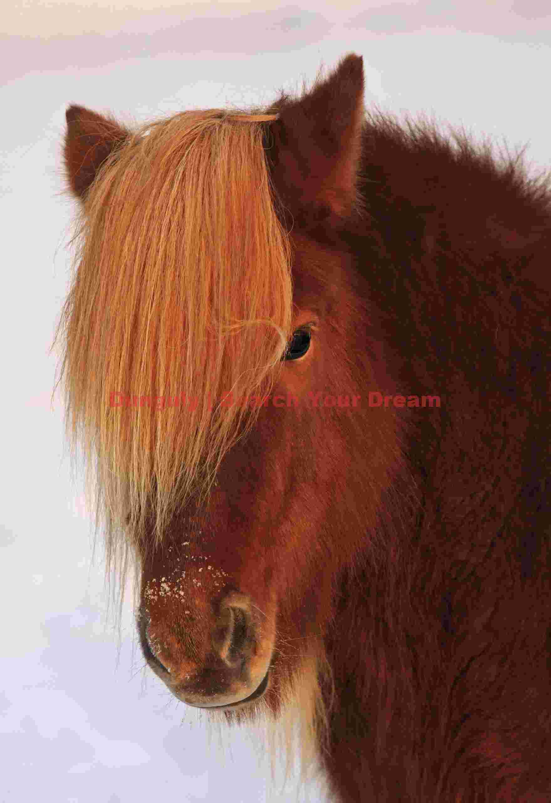 Shaggy Icelandic horse Shaggy Icelandic Horse
