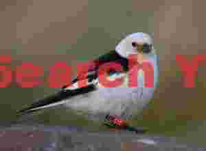 Snow Bunting