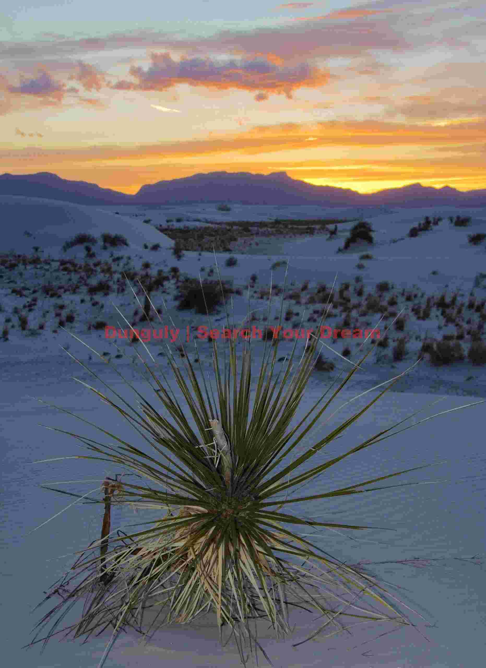 Sunset Yucca - White Sands National Park Yucca's Twilight Grace