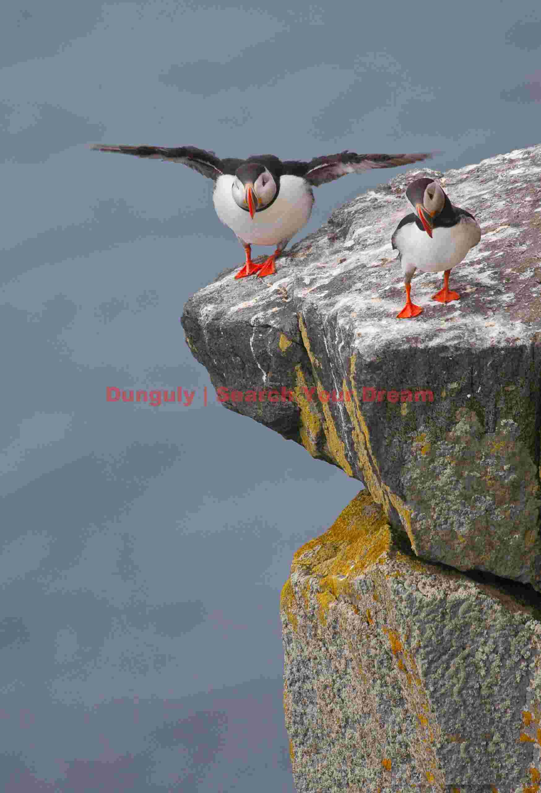 Time to go; puffins, Latrabjarg ,Western Fjords, Iceland Time To Go