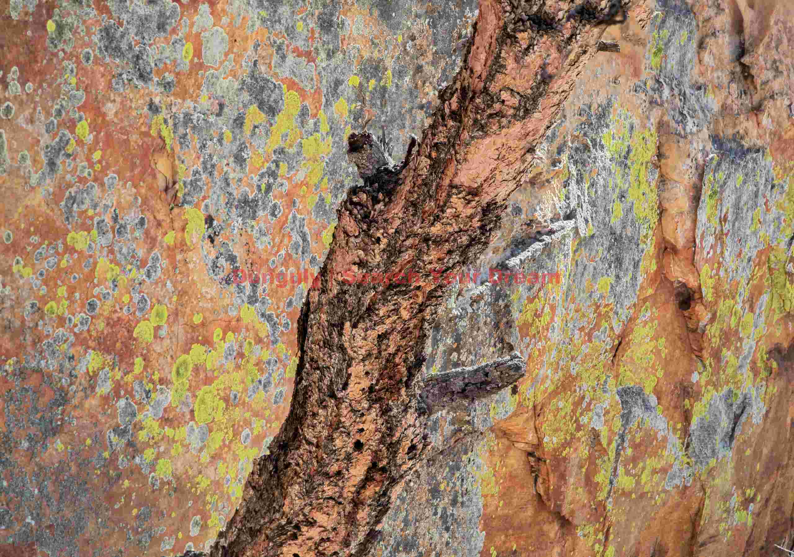 Tree and lichenous wall; The Sand Hills, Vermillion Cliffs National Monument Living Wall