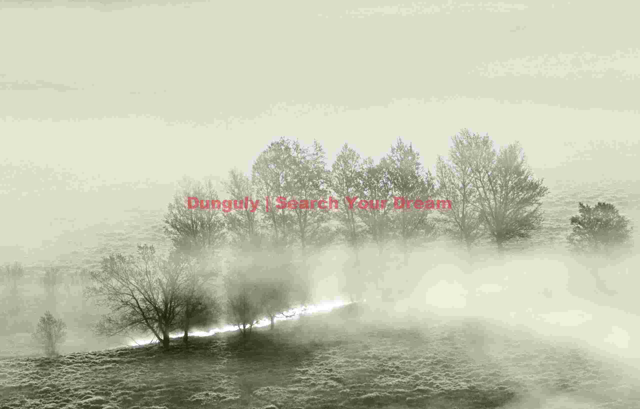 Tree shadows in fog #2, Lake Henshaw Fog-Veiled Shadows