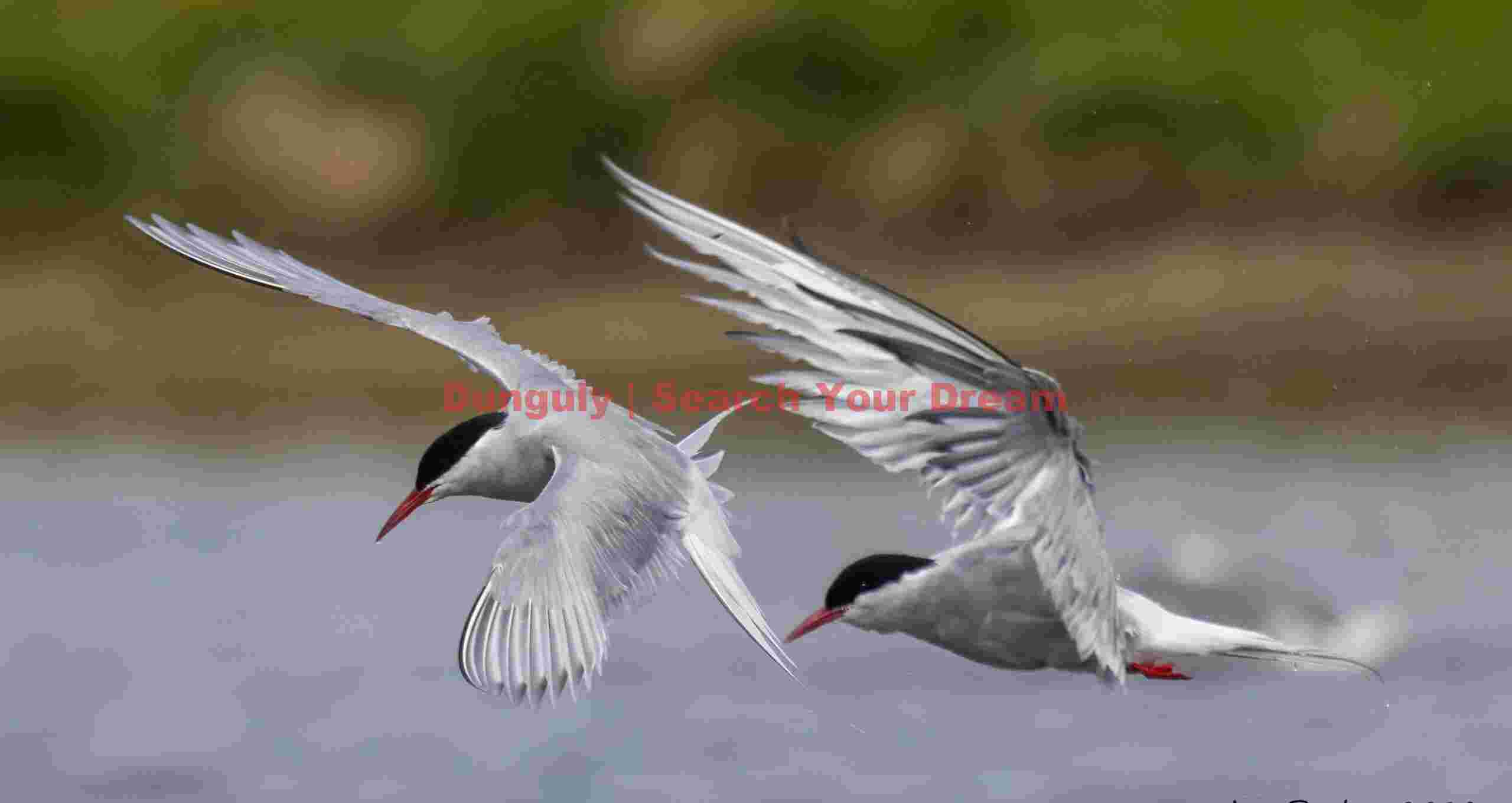 Two Arctic terns in flight; Grimsey Two Arctic Terns In Flight