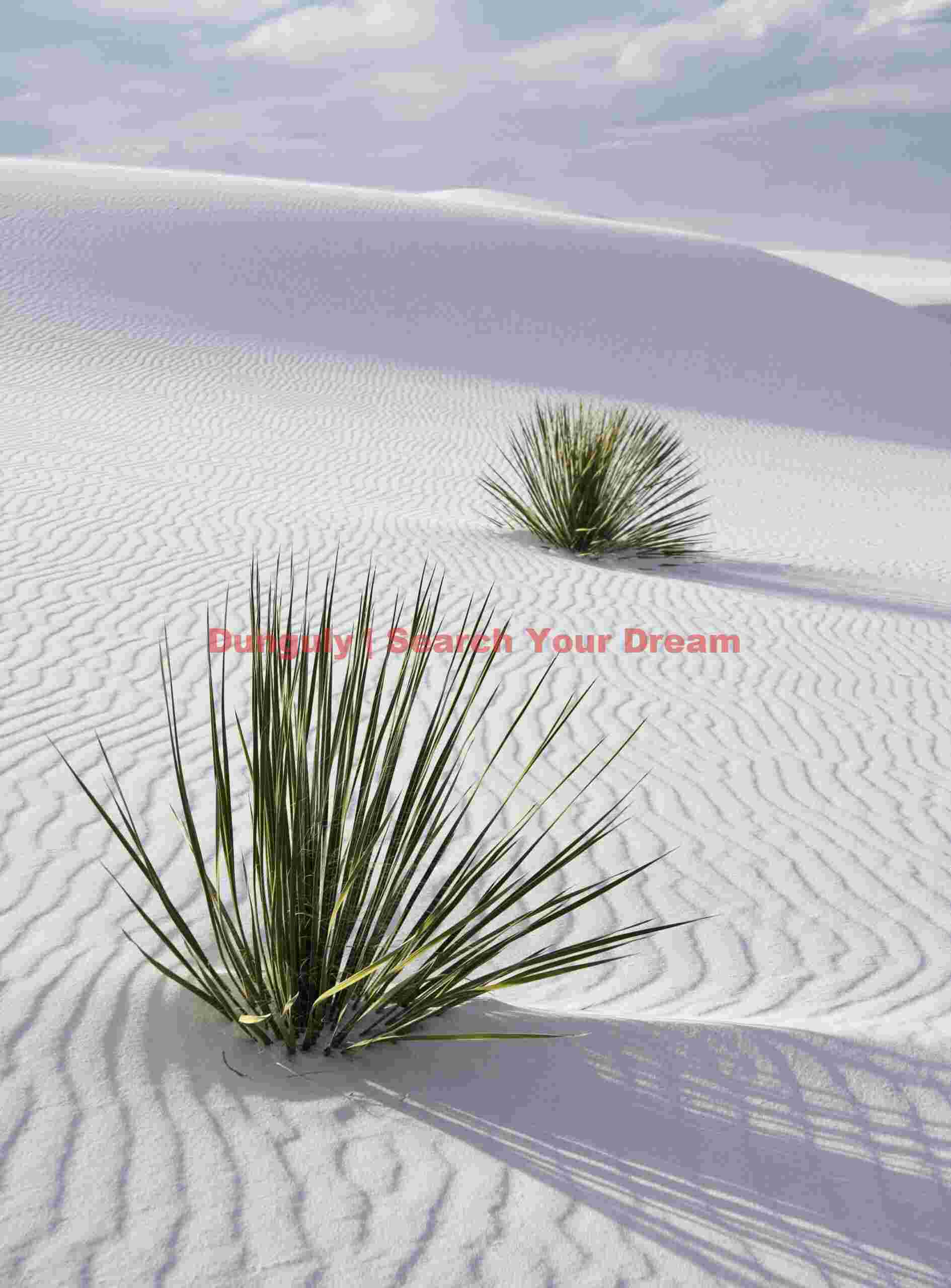 Two Yuccas - White Sands National Monument Desert Duet
