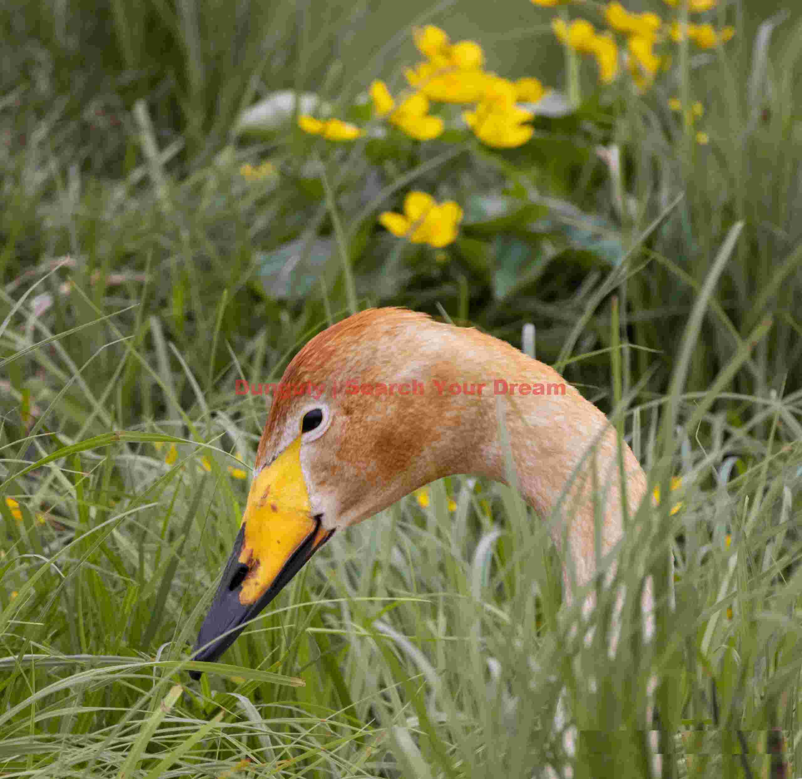 Whooper swan head pertrait with flowers Whooper Swan Head Pertrait With Flowers