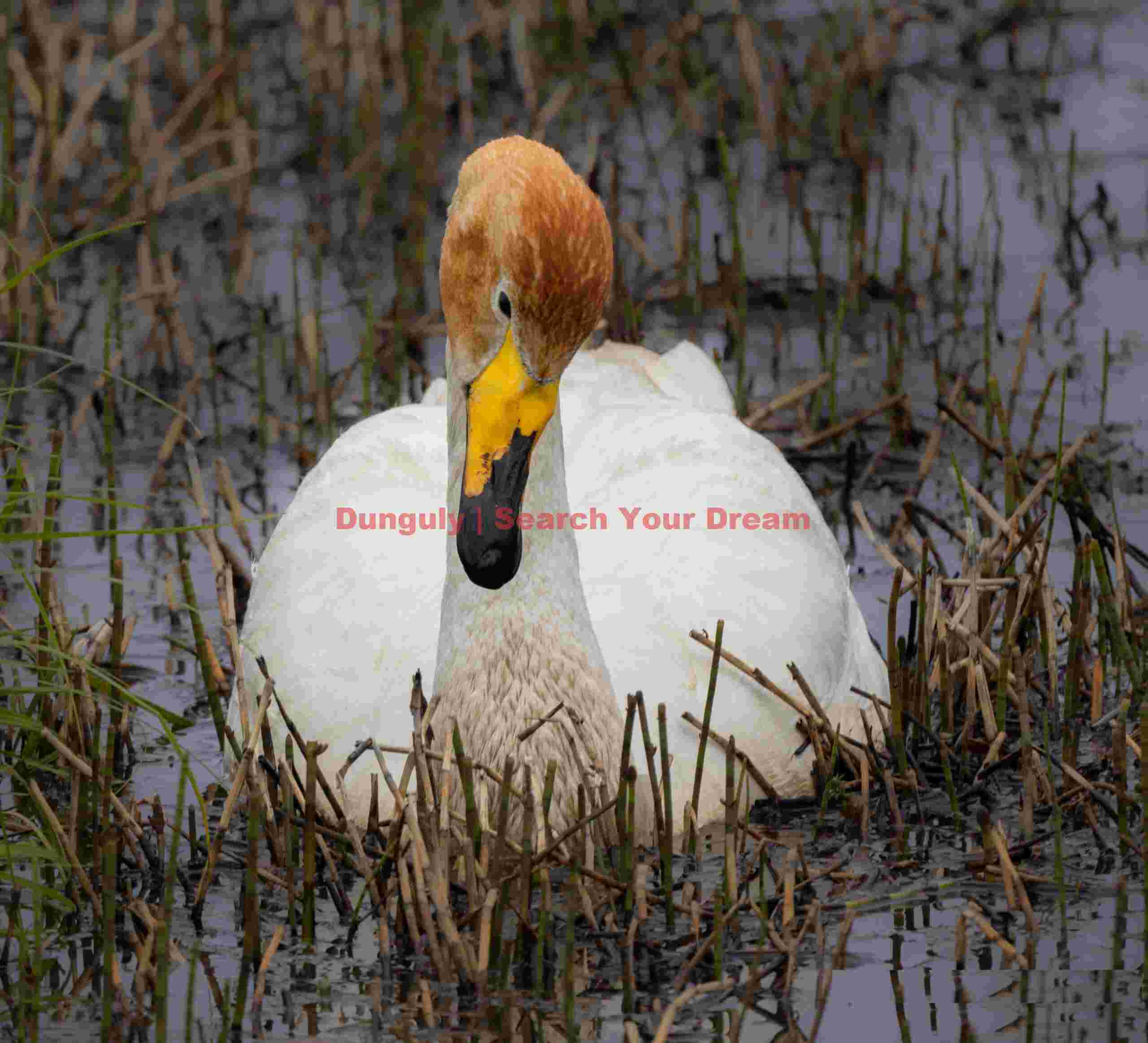 Whooper swan in marsh Whooper Swan In Marsh