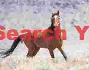 Nevada Wild Spirit