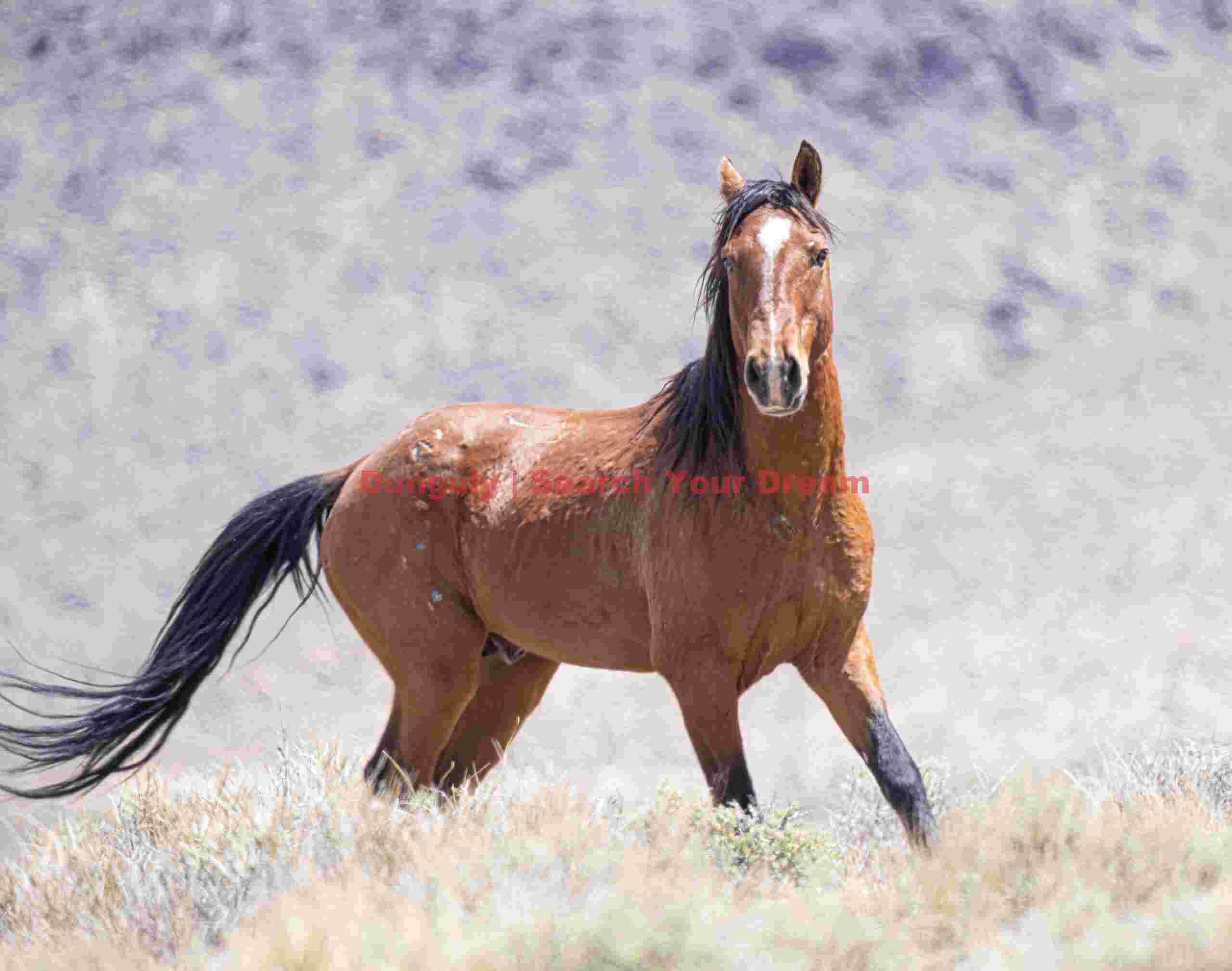 Wild horse, Nevada Nevada Wild Spirit