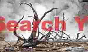 Yellowstone - dead tree and steam