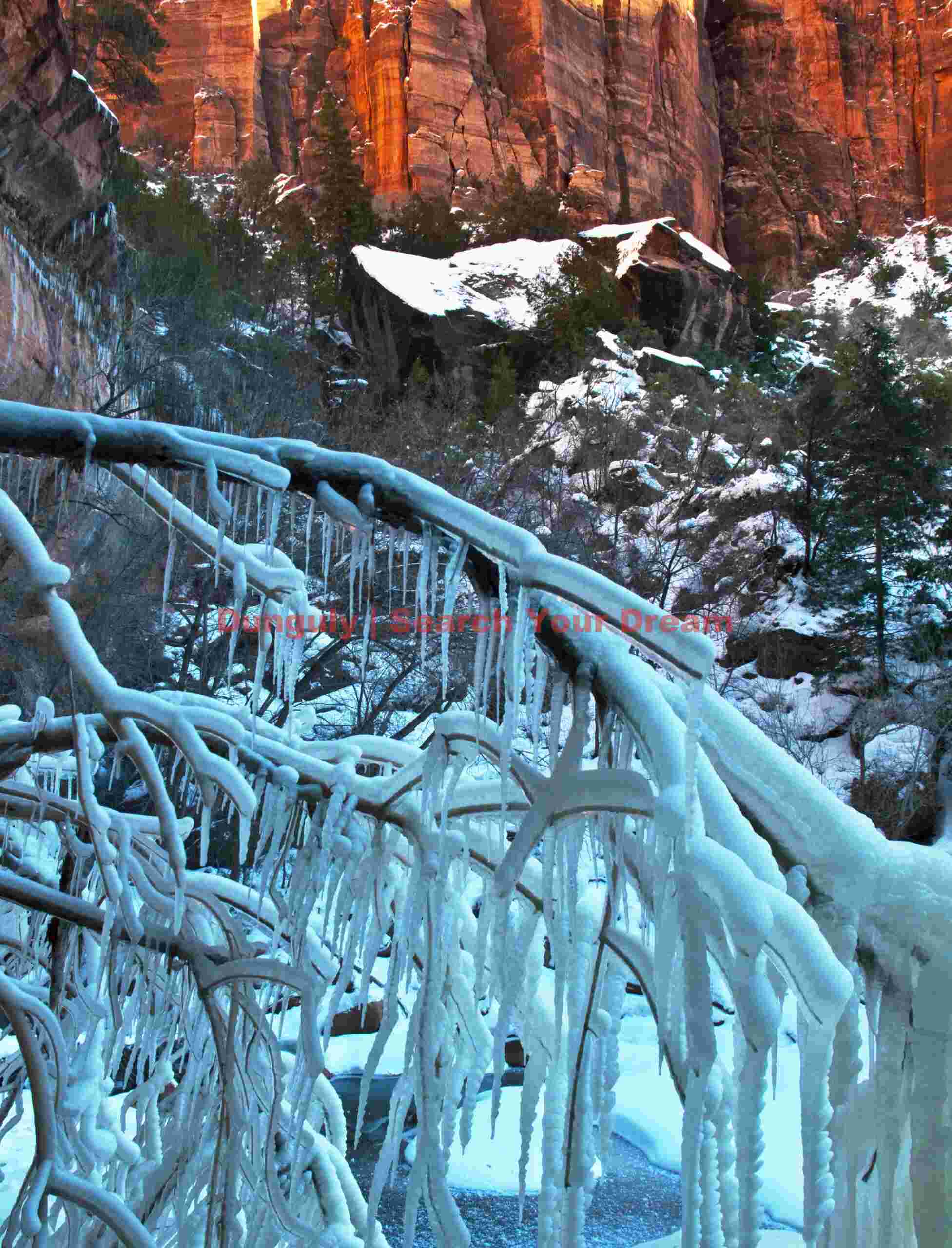 Zion - ice-crusted branches at lower Emerald Pools Ice-Crusted Branches at Lower Emerald Pools