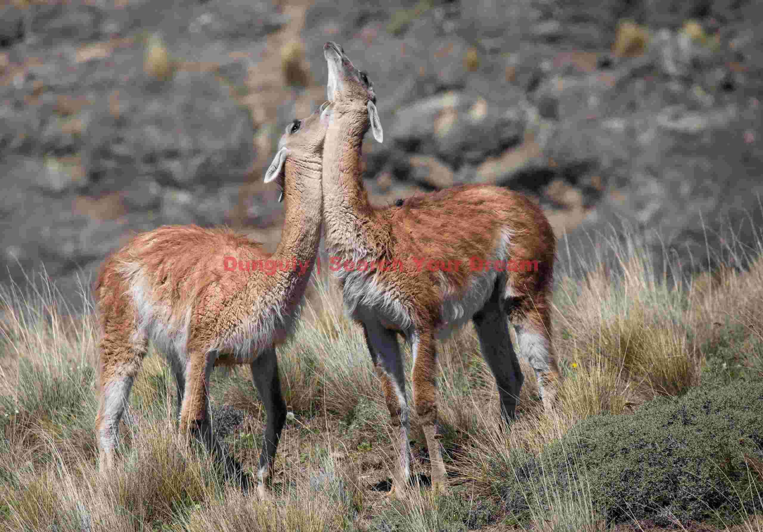 Affectionate guanacos; Parque Patagonia Tender Moment Between Patagonian Guanacos