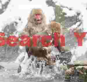 Alpha male snow monkey confrontation #1