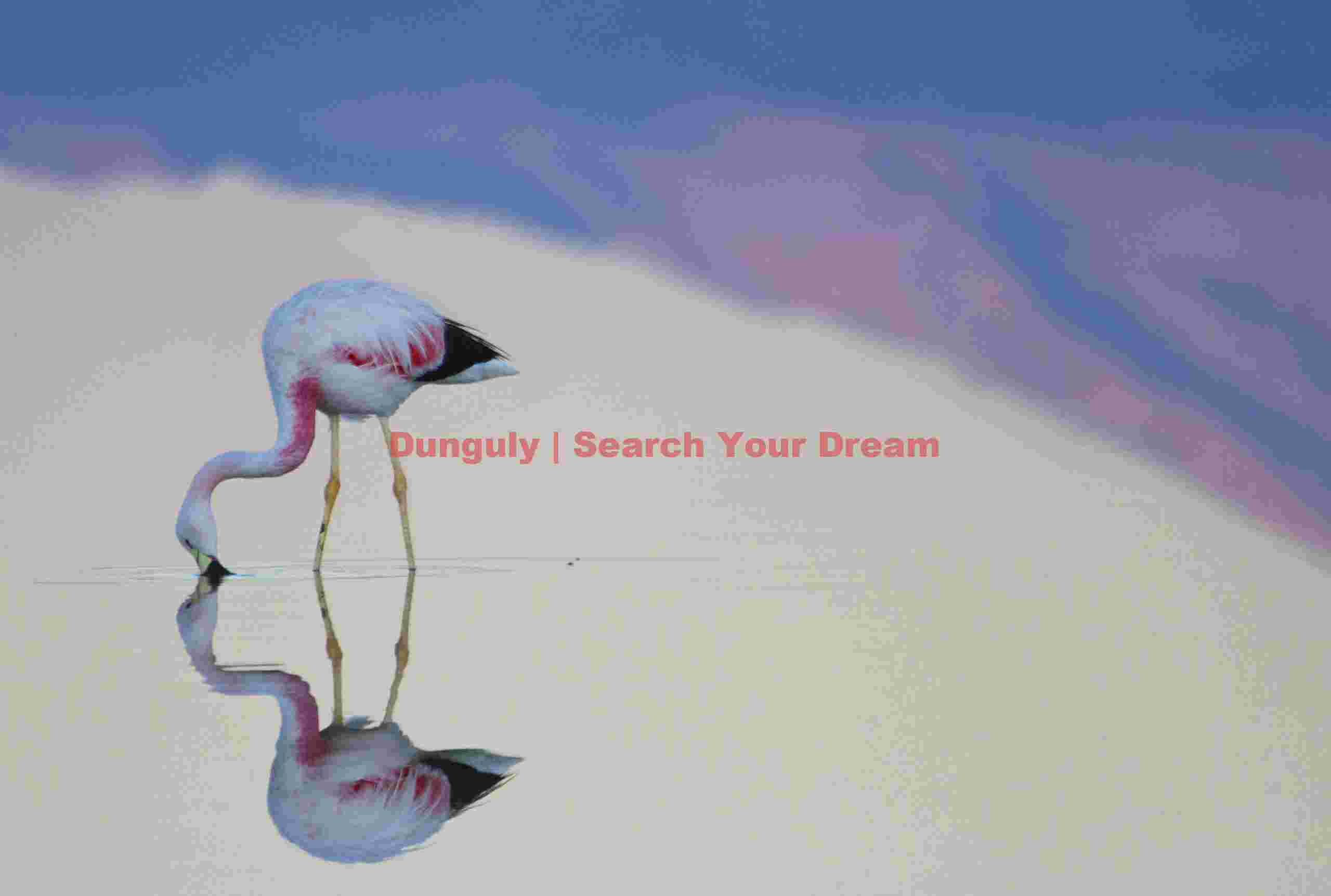 Andean flamingo and mountain reflection; Laguna Chaxa, Chile Andean Flamingo Mirrored in Mountain Waters