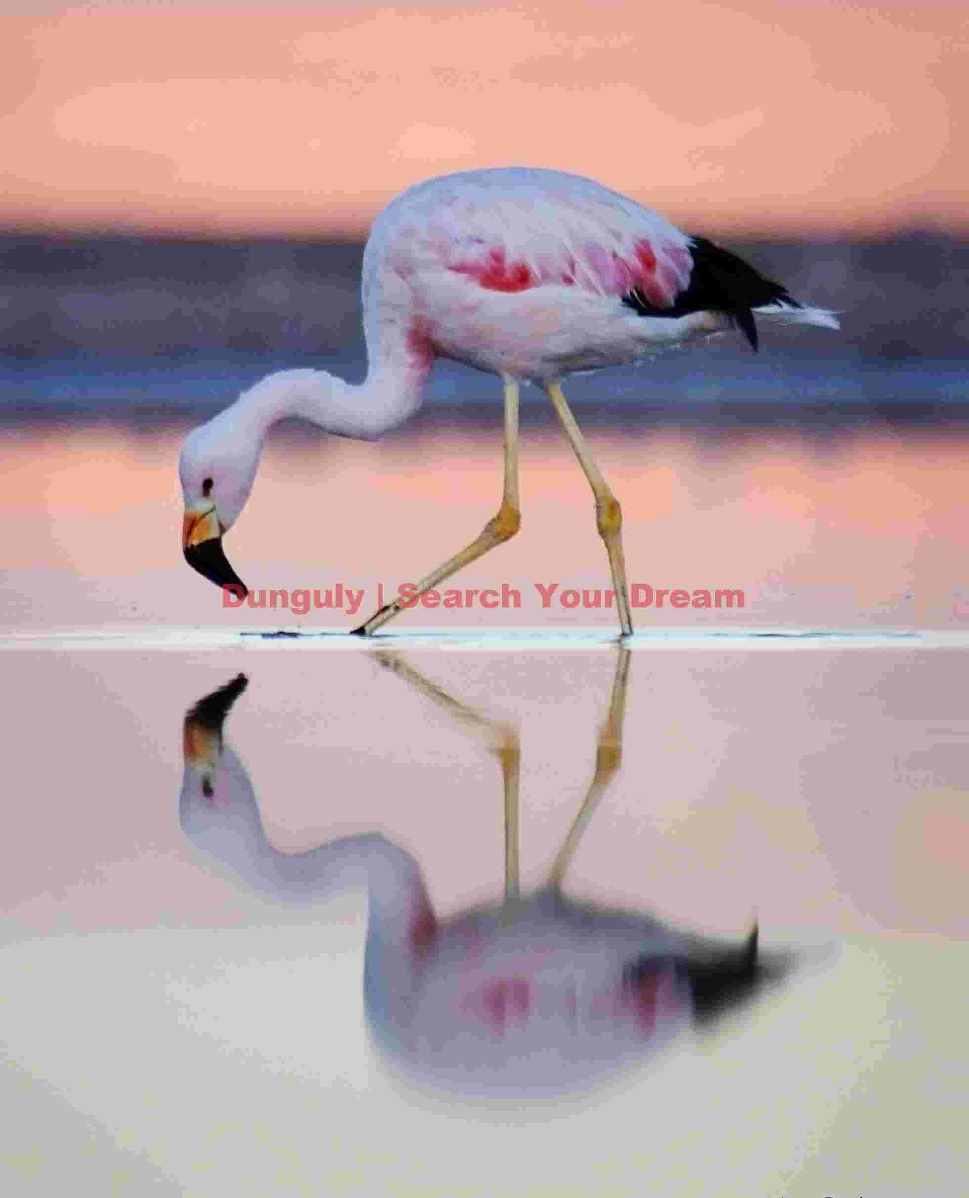 Andean flamingo feeding; Laguna Chaxa, Chile Feeding Flamingo at Laguna Chaxa