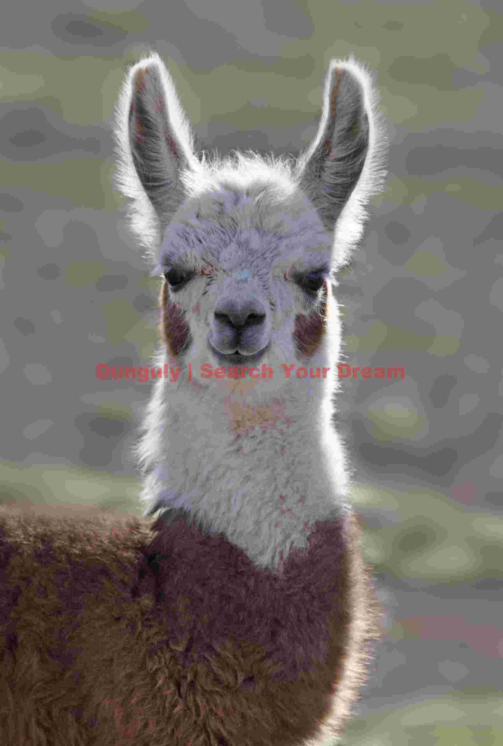 Back-lit young llama; Bolivia Backlit Young Llama Portrait