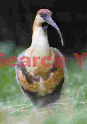 Black faced ibis