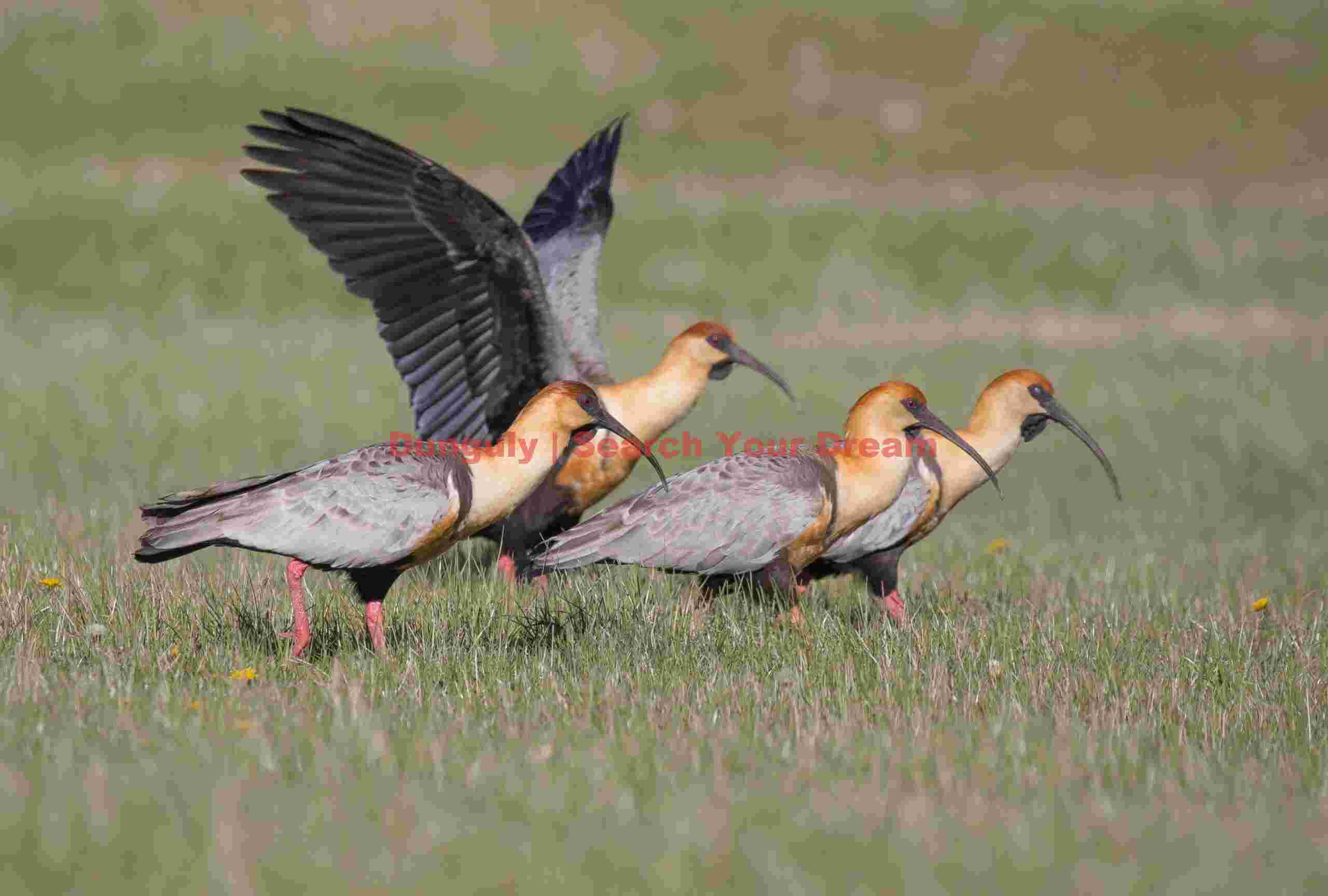 Buff-necked ibis group on grass; Parque Patagonia Buff-Necked Ibis Flock on Grassland
