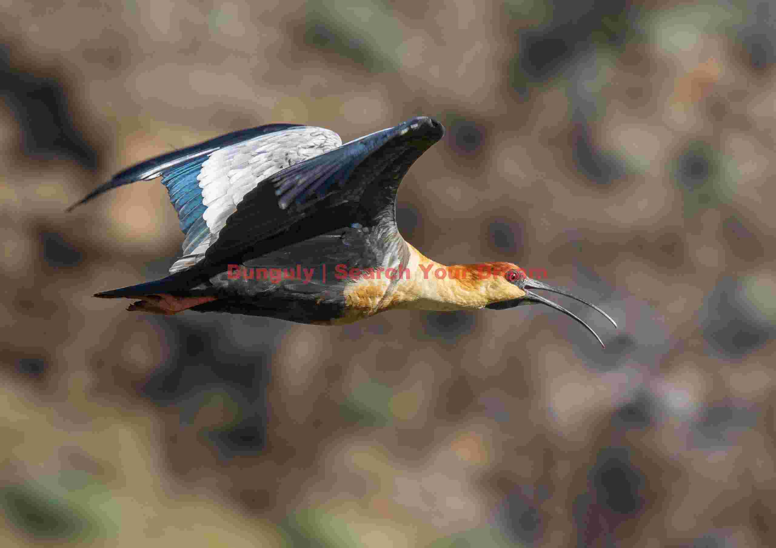 Buff-necked ibis in flight; Parque Patagonia Buff-Necked Ibis in Flight