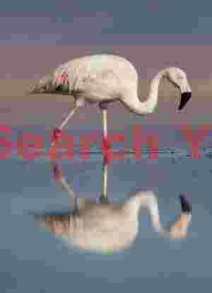 Chilean Flamingo