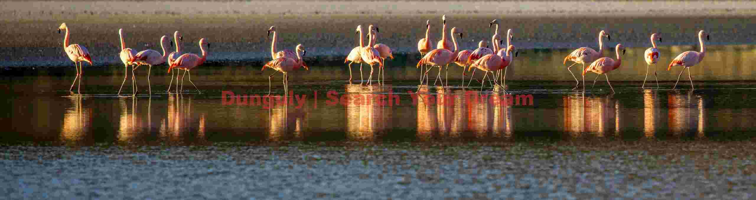 Chilean flamingo panorama; Parque Patagonia - Copy Alternative Flamingo Panoramic Perspective