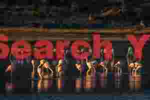 Chilean Flamingos in and Out of the Light