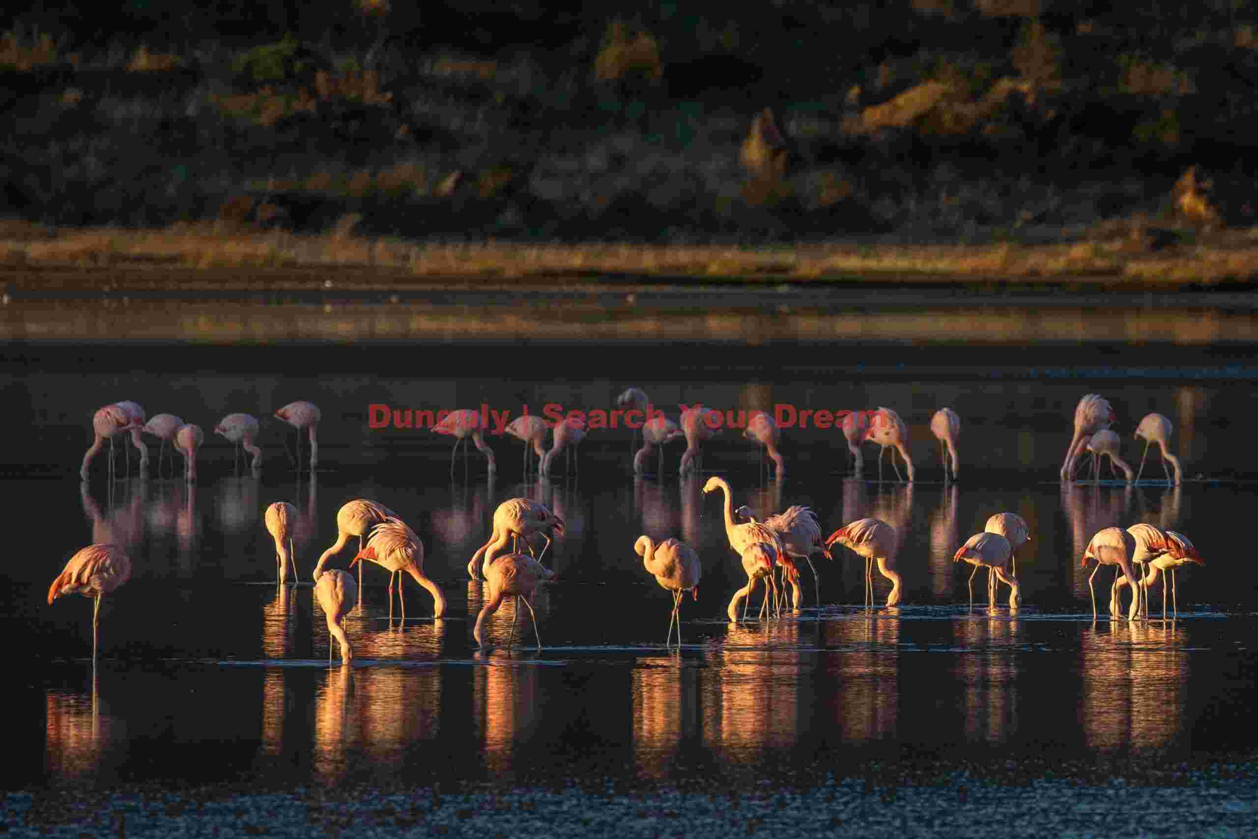 Chilean flamingos in and out of the light; Parque Patagonia Chilean Flamingos in and Out of the Light