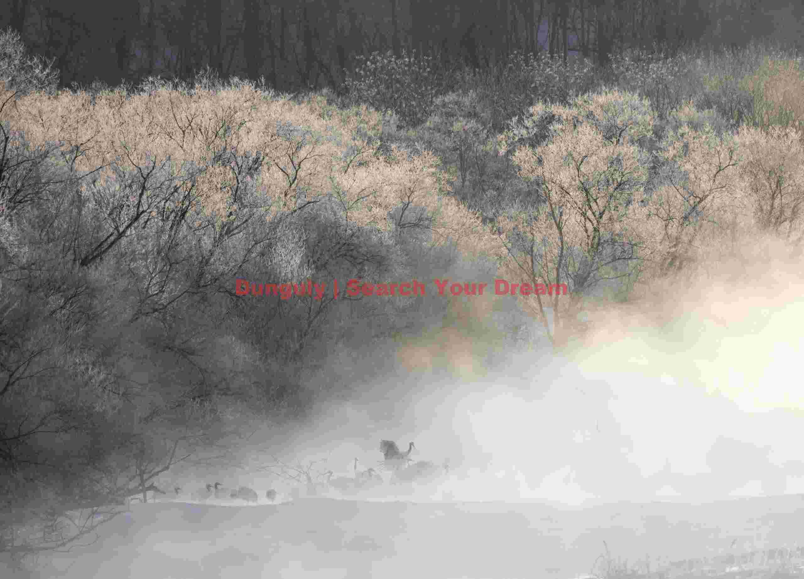 Cranes in mist from Otowa bridge; Hokkaido Cranes in mist from Otowa bridge