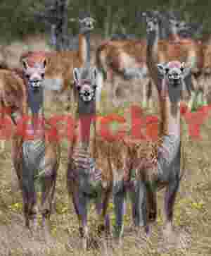 Curious Guanacos#1