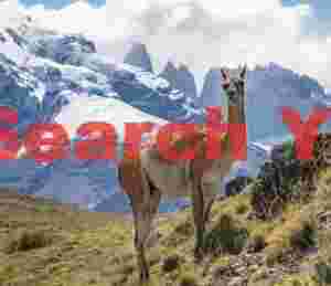 Curious guanaco