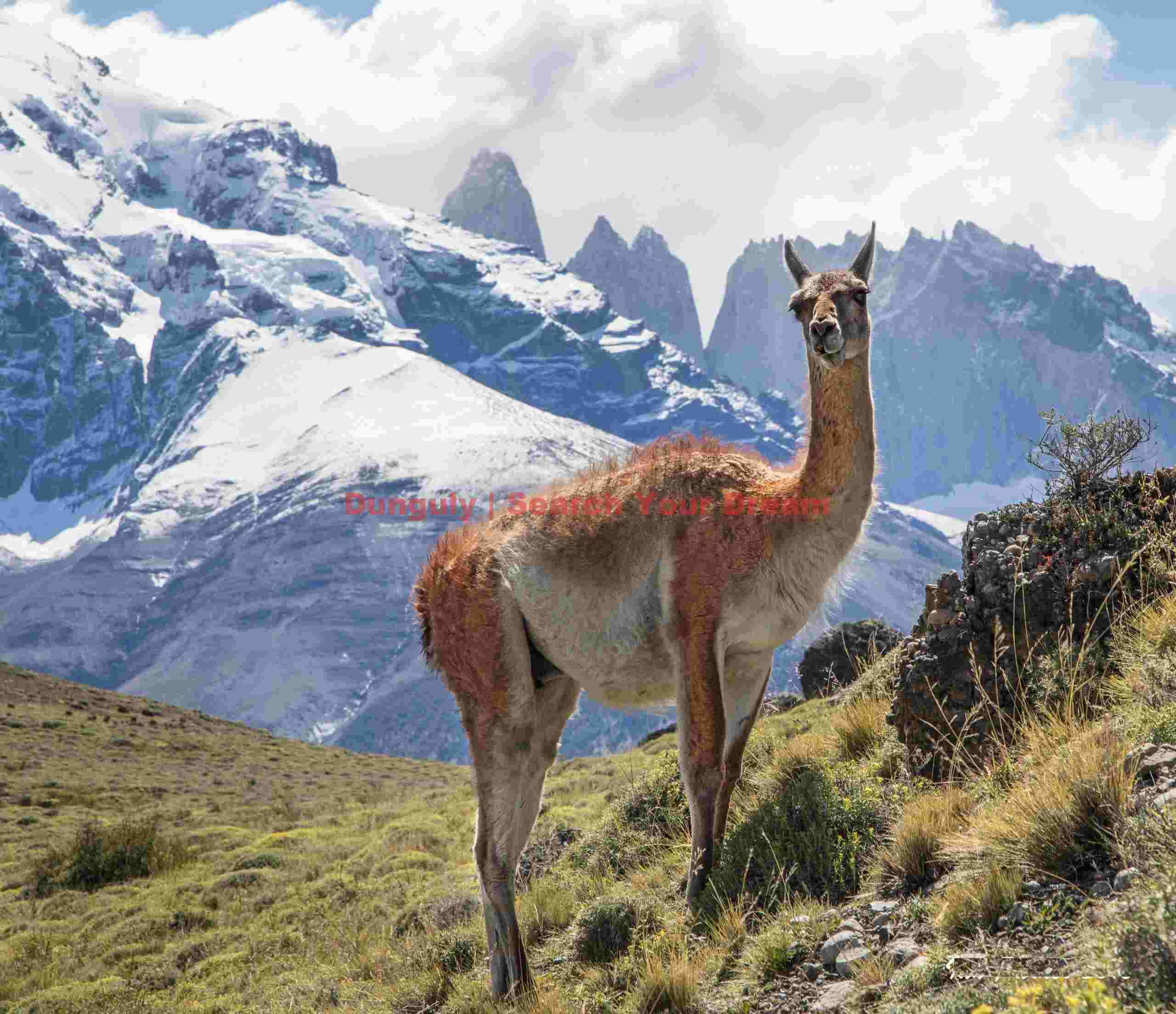 Curious guanaco; Torres del Paine National Park, Patagonia Curious guanaco