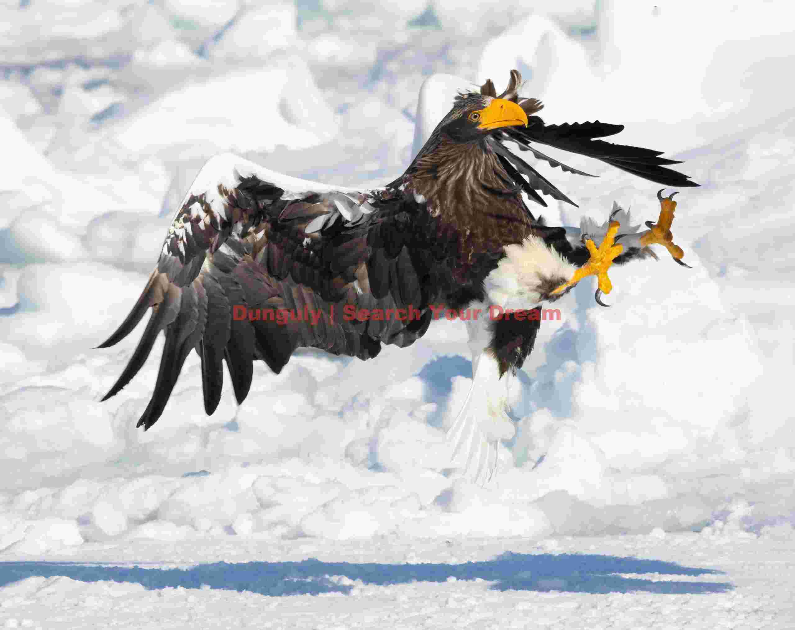 Discombobulated Steller's sea eagle above ice; Rausu, Hokkaido Discombobulated Steller's sea eagle above ice