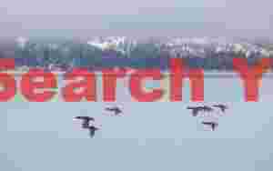 Ducks flying over iced lake