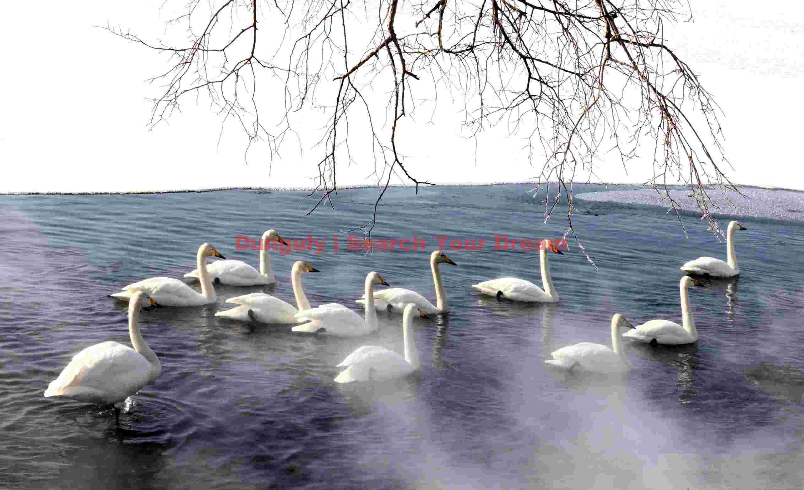 Eleven whooper swans, ice, mist, with branches hanging over ice; Lake Kussharo, Hokkaido Eleven whooper swans, ice, mist, with branches hanging over ice