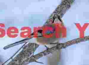 Eurasian Jay