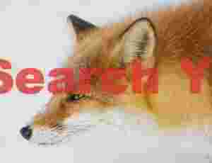 Ezo red fox head portrait