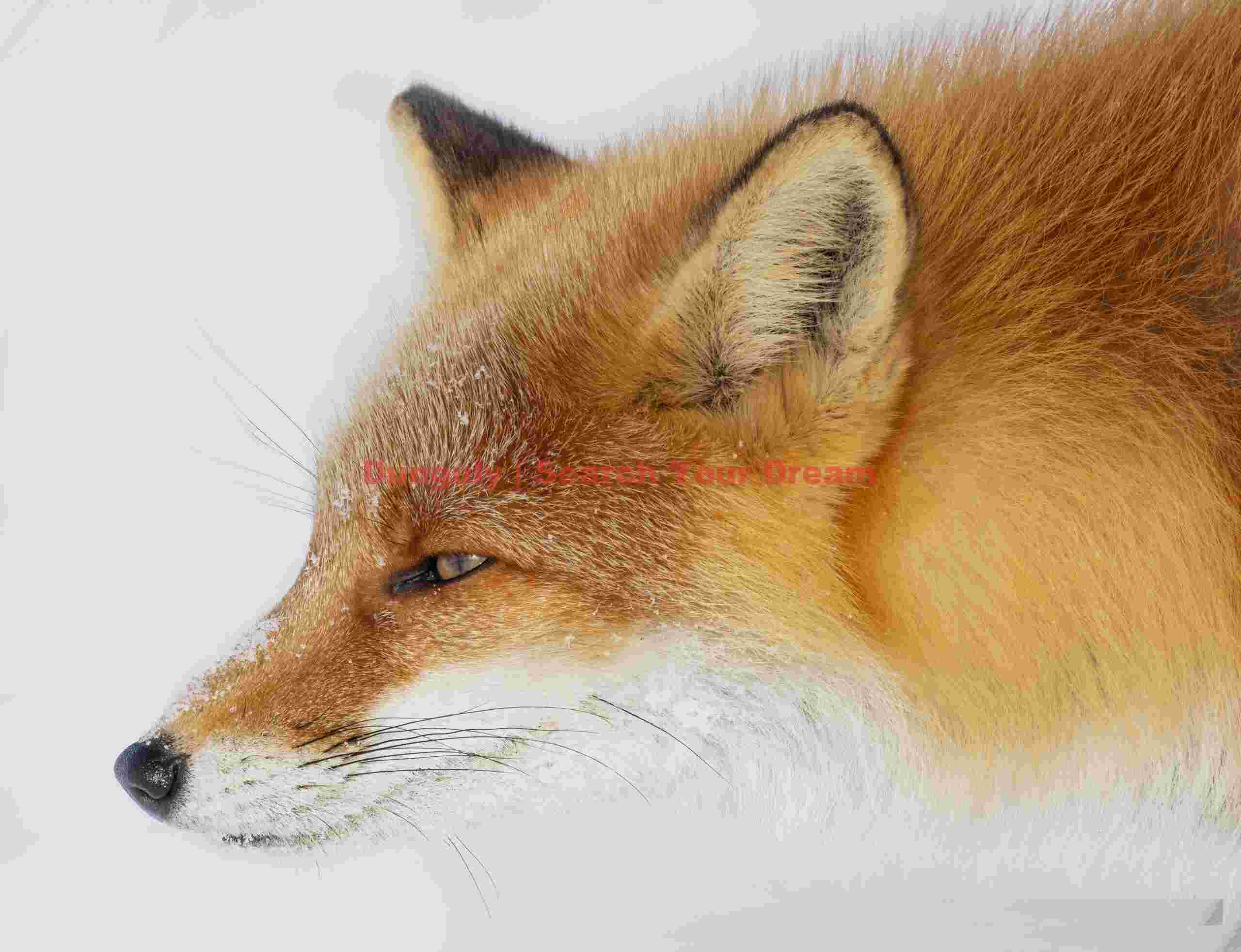 Ezo red fox head portrait; Notsuke peninsula, Hokkaido Ezo red fox head portrait