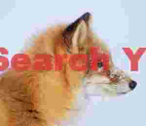 Ezo red fox with snow on head
