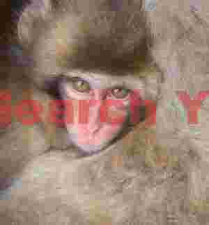 Face of young snow monkey framed by fur