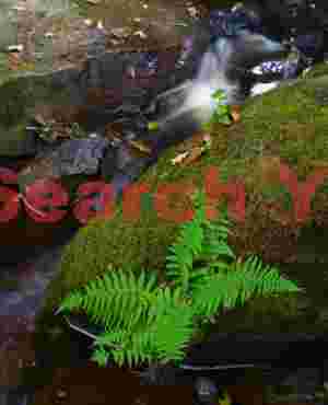 Fern in Littlebeck