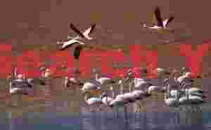 Flamingos in Flight