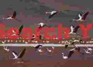Flamingos Taking Flight