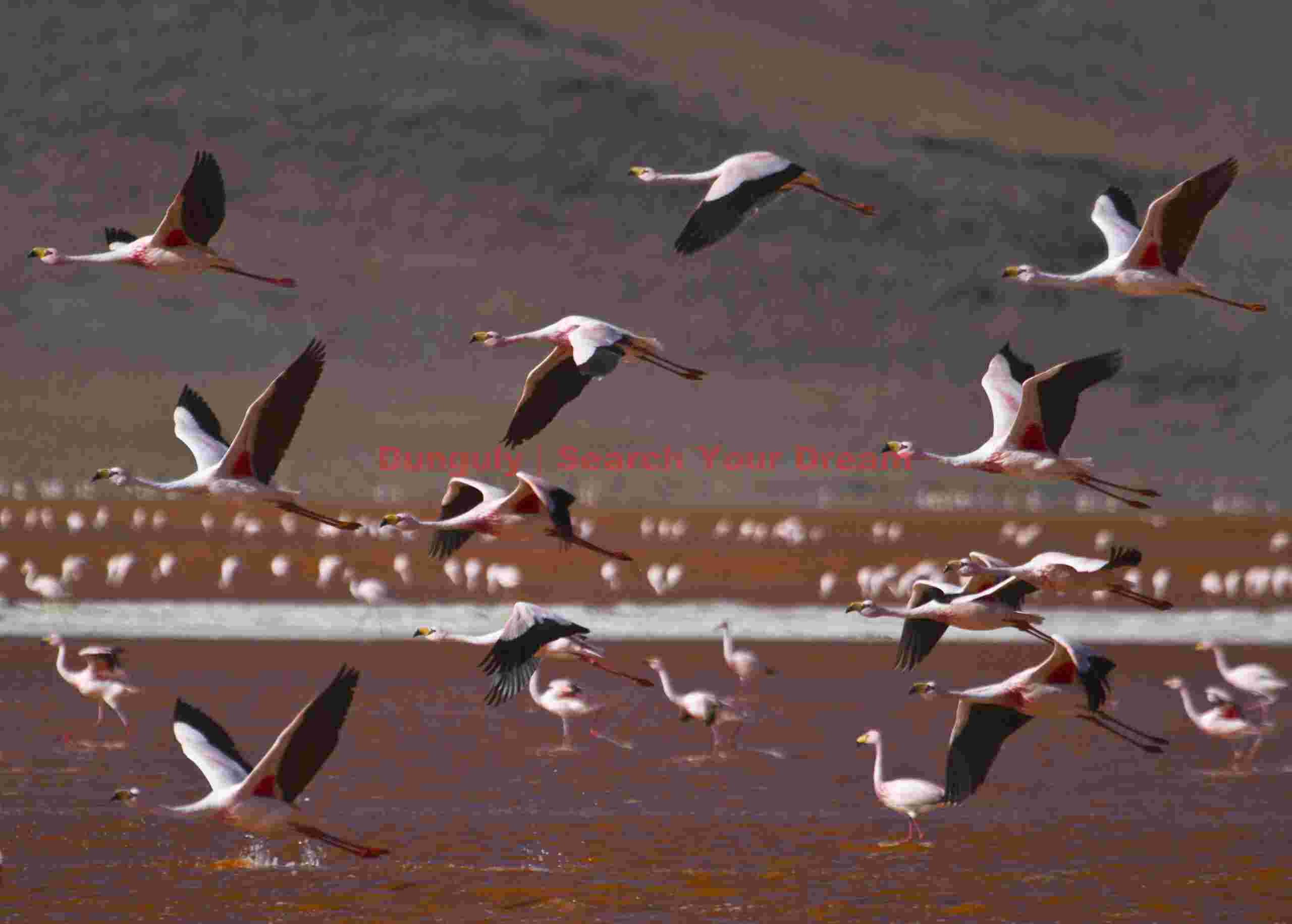Flamingos taking flight; Laguna Colorado, Bolivia Flamingos Taking Flight