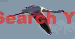 Flaminogo in Flight